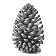 Pine cone sketch hand drawn in doodle style Vector illustration