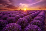 Fototapeta Kwiaty - Beautiful sunset over lavender field in Provence, France