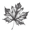 Maple leaf sketch hand drawn in doodle style Vector illustration