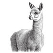 Llama portrait sketch hand drawn in doodle style Vector illustration