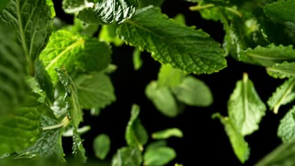 Wall Mural - Super Slow Motion of Flying Fresh Mint Leaves, Isolated on Black Background. Filmed on High Speed Cinema Camera, 1000 fps. Camera Placed on High Speed Cine Bot, Rotating.