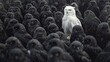 Stand out in the crowd. Concept, A white Owl in a large herd of black owl. 