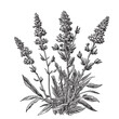 Lavender sketch hand drawn in doodle style Vector illustration