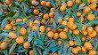 Fresh mandarin oranges fruit or tangerines with leaves, top view. Banner, design, as background	
