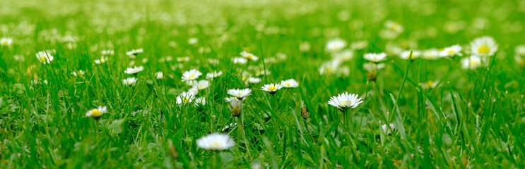 daisies, matricaria chamomilla in meadow, beautiful summer landscape, blossoming camellias natural p