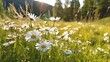 Beautiful daisies on the meadow in the mountains.