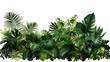 Tropical plants isolated on white background, clipping path included.