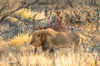 Lion (Panthera leo), adult, male, stalking, vigilant, Sabi Sand Game Reserve, Kruger National Park,South Africa, Africa