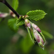 Close-up of a blooming tree branch with green leaves outdoors in nature