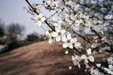 Fototapeta  - Blooming white flowers of a fruit bush in spring