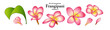A series of isolated flower in cute hand drawn style. Frangipani in vivid colors on transparent background. Drawing of floral elements for coloring book or fragrance design. Volume 4.