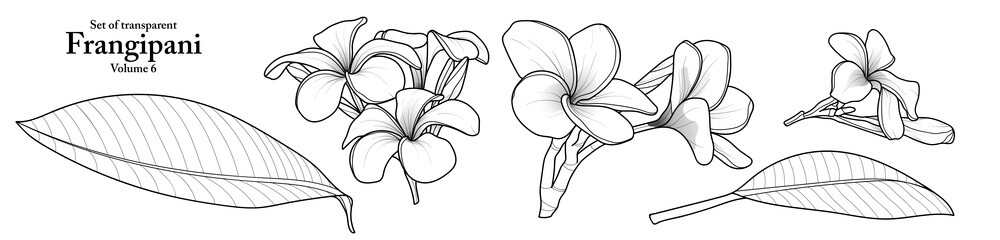 Wall Mural - A series of isolated flower in cute hand drawn style. Frangipani in black outline on transparent background. Drawing of floral elements for coloring book or fragrance design. Volume 6.