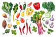 Vegetables food illustrations. Watercolor and ink sketches. Rhubarb, peppers, garlic, herbs, sweet potato