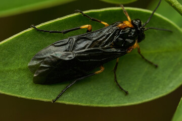 Wall Mural - Black and yellow insect, Fly Sierra del Sen del Campo Adurgoa gonagra