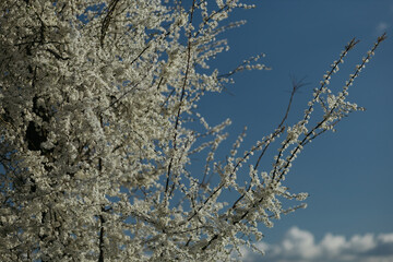 Wall Mural - a flowering tree in the spring season