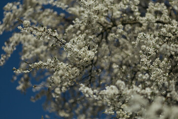 Wall Mural - a flowering tree in the spring season