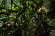Golden Silk Orb-Weaver Spiders in Dense Forest Surroundings
