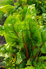 Wall Mural - A bush of healthy edible chard with large green leaves with red veins.