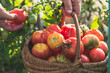 Farmer's hands picking tomatoes into basket. Fresh tomato harvesting from the bush. Work in bio organic garden.