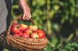Farmer with freshly harvested tomatoes, holding basket with organic vegetables harvested in sunny day. Homegrown tomato harvest in organic garden. Vegetable growing concept.