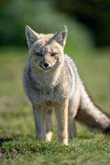 Wall Mural - Close-up of South American gray fox standing