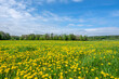 Dandelion field. Spring flowers landscape.