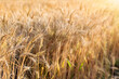 Beautiful golden wheat field in late afternoon