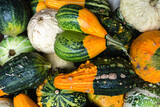 Fototapeta Tulipany - Selection of various pumpkins background. Gourds an squashes. Decorative vegetables harvest. Autumn Thanksgiving decorations.