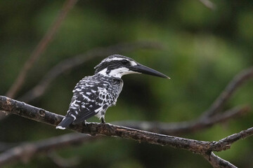 Wall Mural - pied kingfisher, ceryle rudis, bhitarkanika, odisha, india