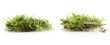 Pieces of  green moss  isolated on white  background. Fragment of fresh forest flora moss.