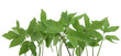 Edible plants, ground elder, Aegopodium podagraria isolated on white background. Aegopodium podagraria commonly called ground elder, herb gerard, bishop's weed, goutweed, gout wort.