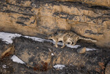 Fototapeta Tęcza - Snow Leopard - Panthera uncia, beautiful iconic large cat from Asian high mountians, Himalayas, Spiti Valley, India.