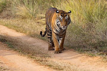 Wall Mural - royal bengal tiger, panthera tigris, male, panna tiger reserve, madhya pradesh, india
