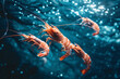 shrimp on the sea underwater
