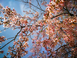 Fototapeta Góry - Background with pink peach blossoms