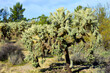 Cholla cactus, Sonora Desert, Mid Spring