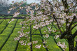 Sakura over tea fields