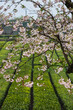 Sakura over tea fields