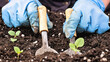 A pair of gardening gloves are being used to dig up a small plant. The gloves are blue and the person is wearing a black shirt