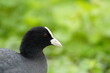 The coot (Fulica atra), also known as the common coot, or Australian coot, is a member of the rail and crake bird family, the Rallidae. Hanover, Germany.