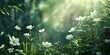 Summer background with blue flowers  white rose flowers Spring awakening of flowers and vegetation in forest on the background with sun shining
