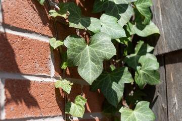 Canvas Print - climbing ivy