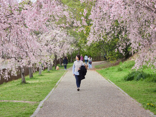 Wall Mural - 春の桜満開の公園で散歩する女性の姿