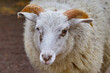 portrait of a pet white horned sheep.