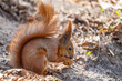 A squirrel enjoys eating a walnut.