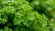 Growing cilantro harvest and producing vegetables cultivation. Concept of small eco green business organic farming gardening and healthy food