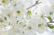 Close-up of white cherry blossoms. Close up copy space background. Beauty of nature.