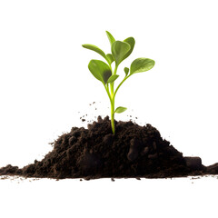 Small Green plant growing from soil isolated on transparent background