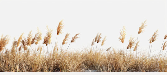 Savanna grass field row on white background