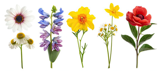 Wall Mural - Set of Flower bouquets colorful spring flowers isolated on white background